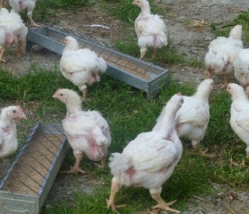 Junge Hühner artgerecht gehalten auf einer Wiese gefüttert mit Kernen.