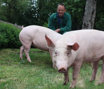 Schweinebauer Ecker mit zwei Schweinen auf einer Wiese.
